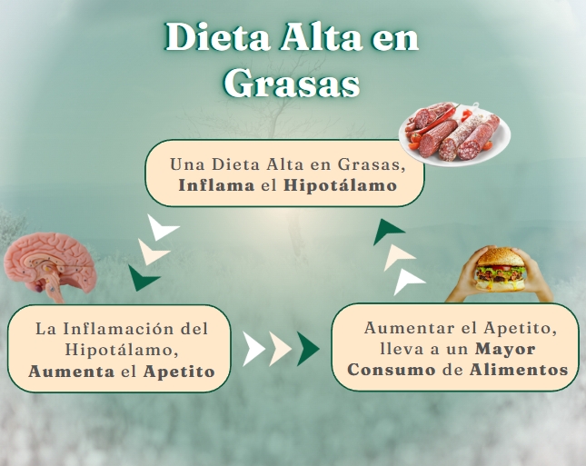 Dieta Alta en Grasas